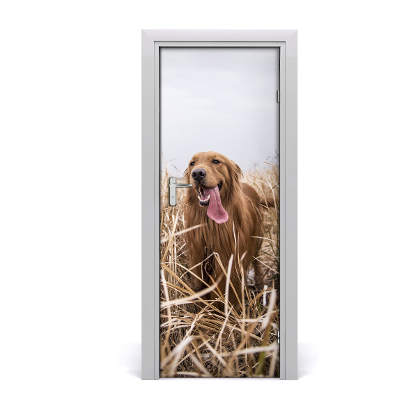 Fototapeta na dvere Zlatý retriever