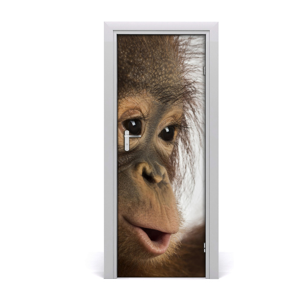 Fototapeta samolepiace na dvere Mladý orangutan
