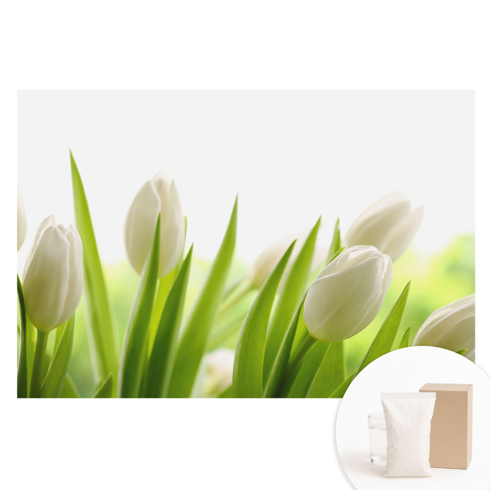 Fotografická tapeta na netkanej textílii Jemné biele tulipány, moderná elegancia