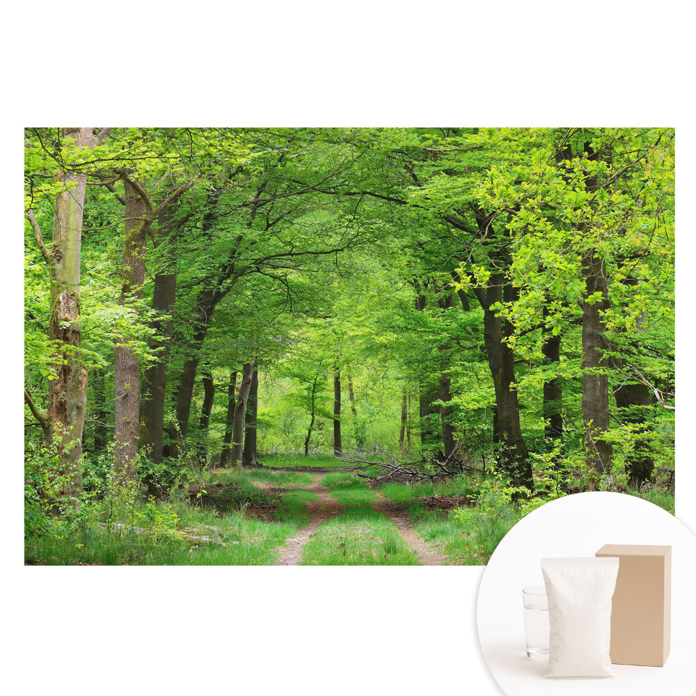 Veľkoplošná fototapeta na stenu Harmonická scenéria zeleného lesa