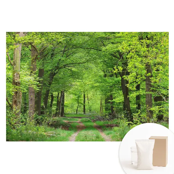 Veľkoplošná fototapeta na stenu s motívom harmonickej scenérie zeleného lesa
