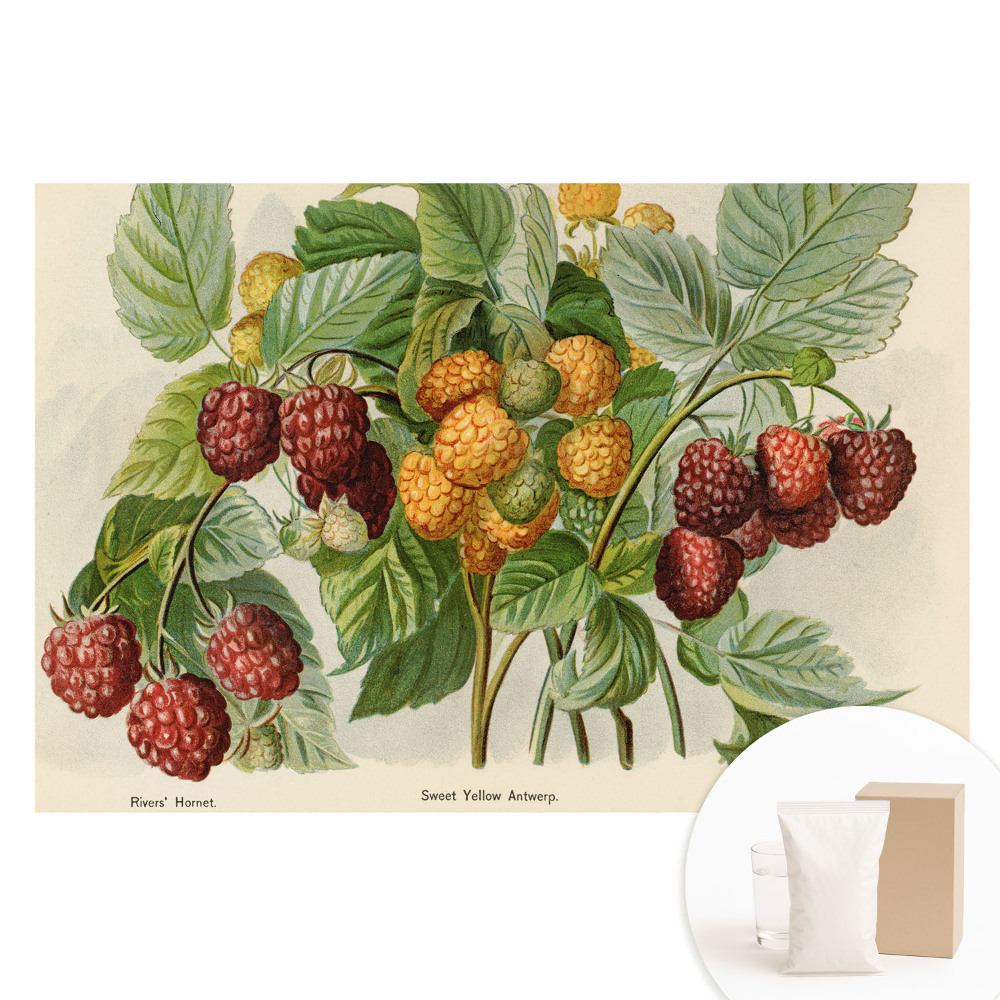 Veľkoplošná fototapeta na stenu Maliny v botanickej ilustrácii