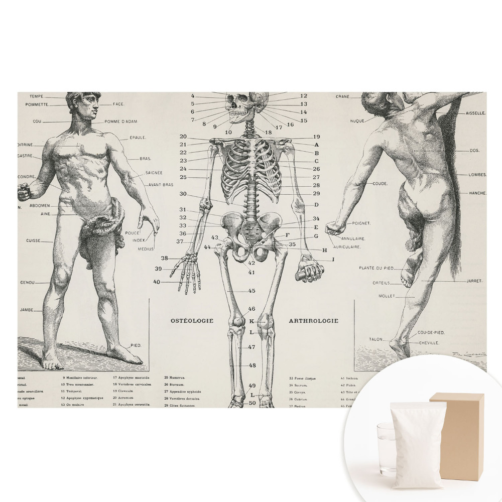 Netkaná tapeta Anatomické ilustrácie v retro štýle