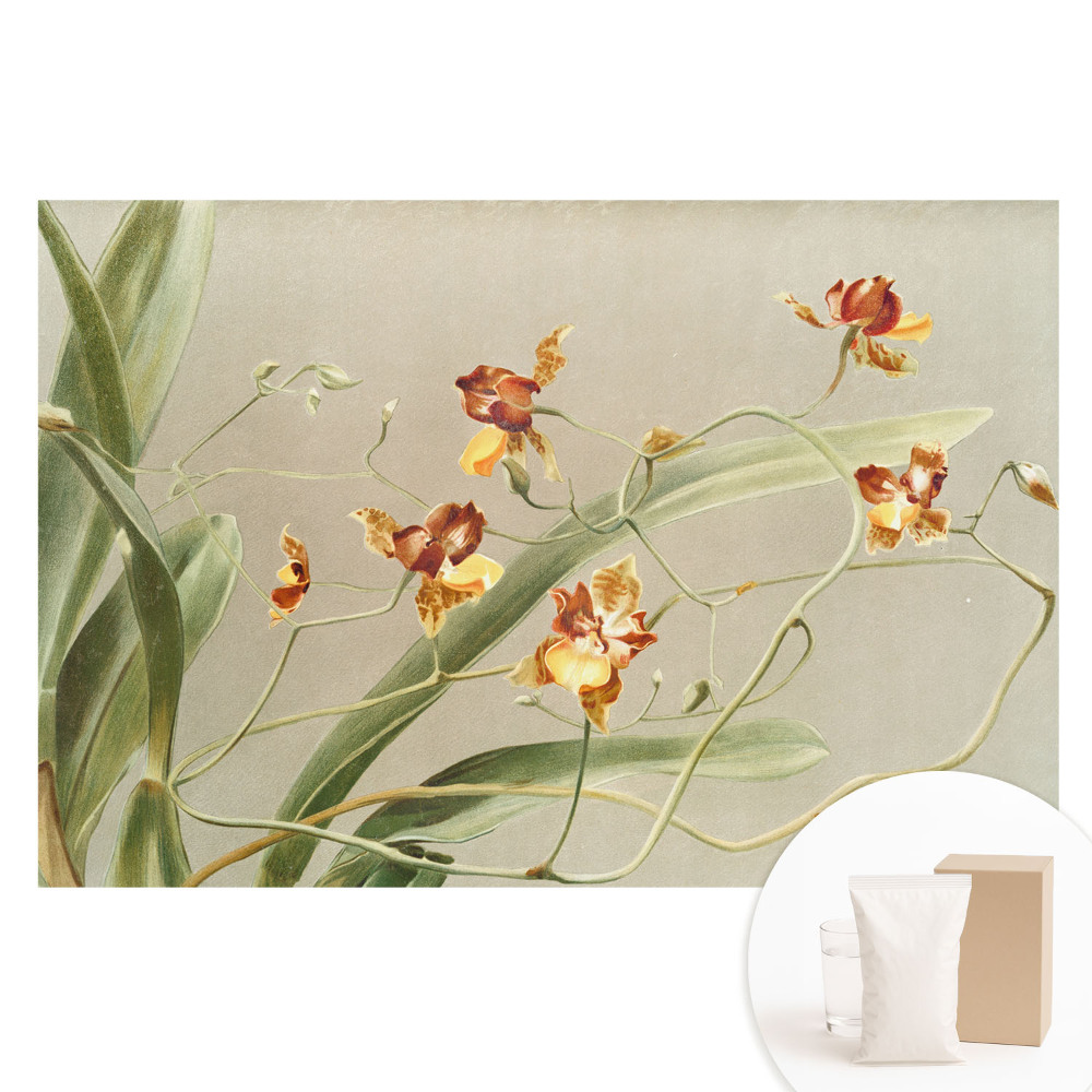 Fotografická tapeta na netkanej textílii Krásne orchidey na sivom pozadí