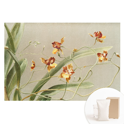 Fotografická tapeta na netkanej textílii Krásne orchidey na sivom pozadí