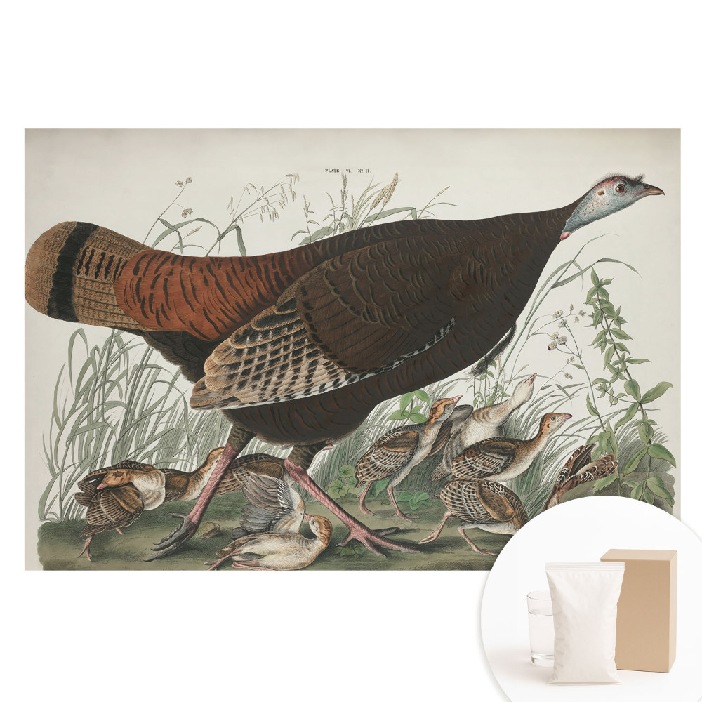 Fototapeta s potlačou na netkanej textílii Prírodná ilustrácia divej morky