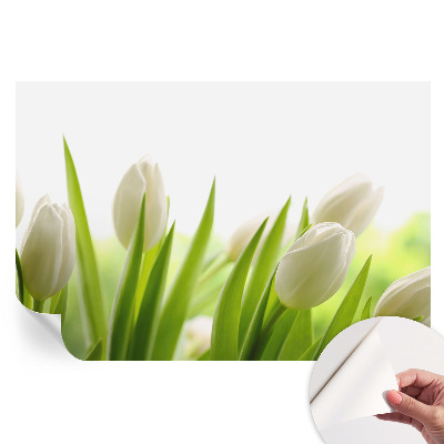 Samolepiaca fotografická tapeta Biele tulipány