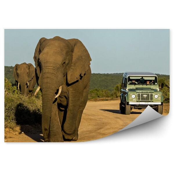 Fototapeta Slony Cestné Zvieratá Safari Auto Príroda
