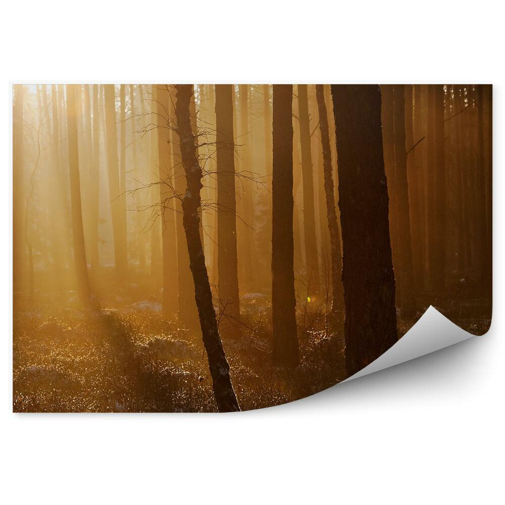 Fototapeta na stenu Zimný les západ slnka