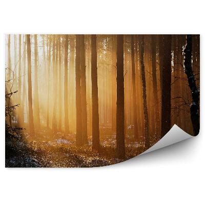 Fototapeta Západ slnka v zimnom lese