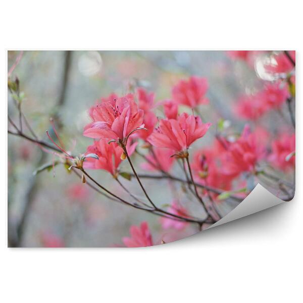Fototapeta Rododendron Kvety Jar