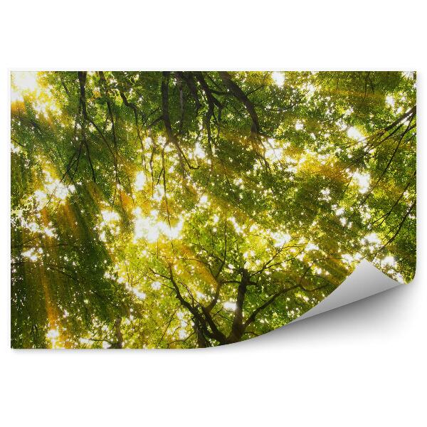 Fototapeta na stenu Lesné slnko