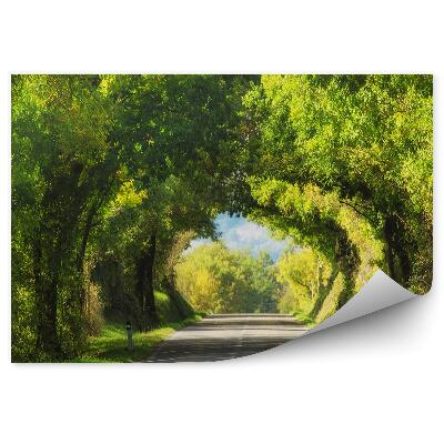 Fototapeta Tunel s dubmi cestná zelená