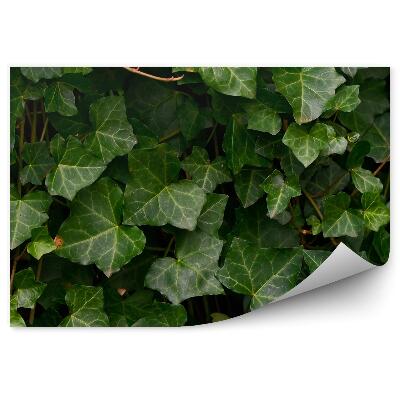 Fototapeta na stenu Listy Brečtanu V Detailnom Zábere