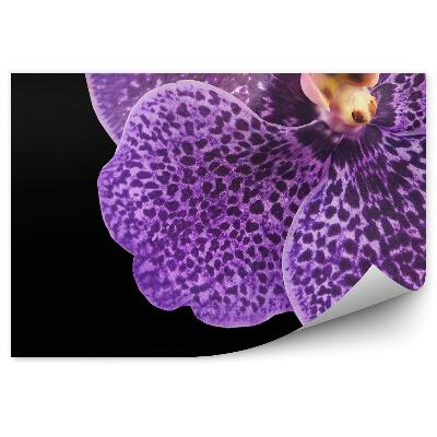 Fototapeta Fialová Orchidea