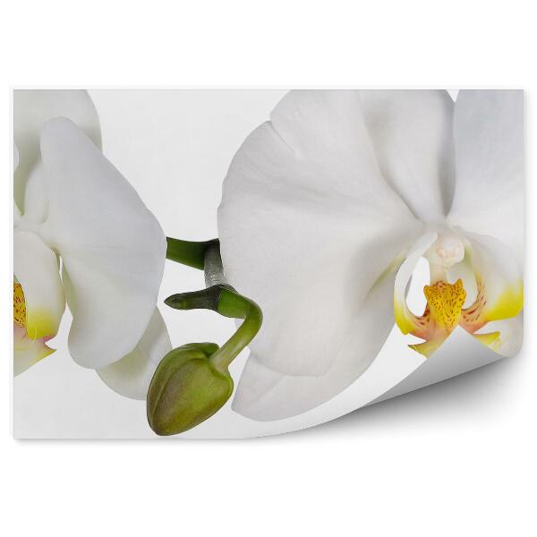 Fototapeta na stenu Biele Orchidey