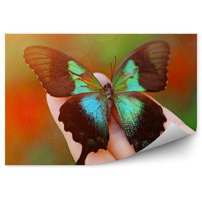 Fototapeta na stenu Samička ručne sfarbený čierny zelený motýľ