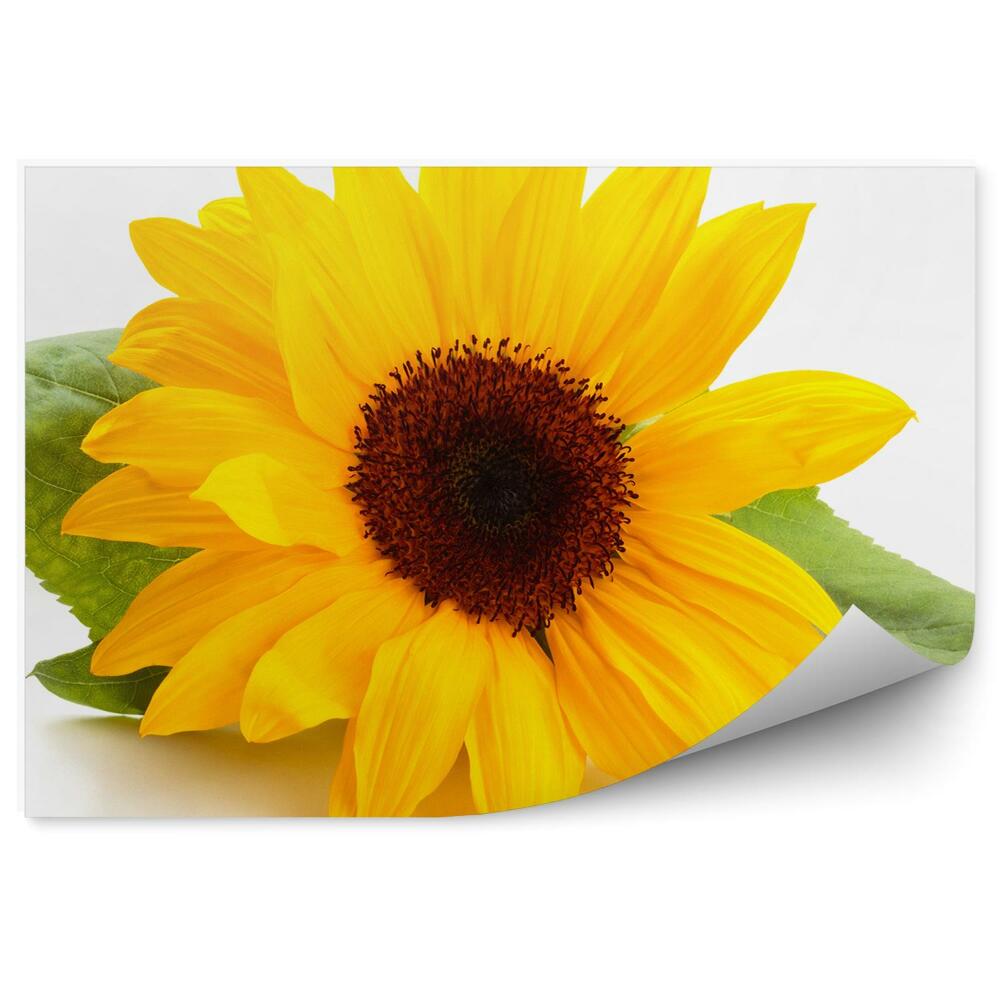 Fototapeta na stenu Kvety Slnečnice