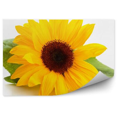 Fototapeta na stenu Kvety Slnečnice