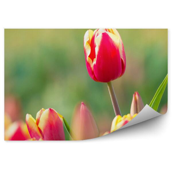 Fototapeta na stenu Farebné Tulipány