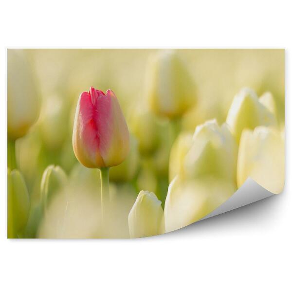 Fototapeta Ružovo-Béžové Tulipány