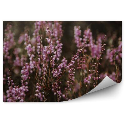 Fototapeta Tmavý Vres