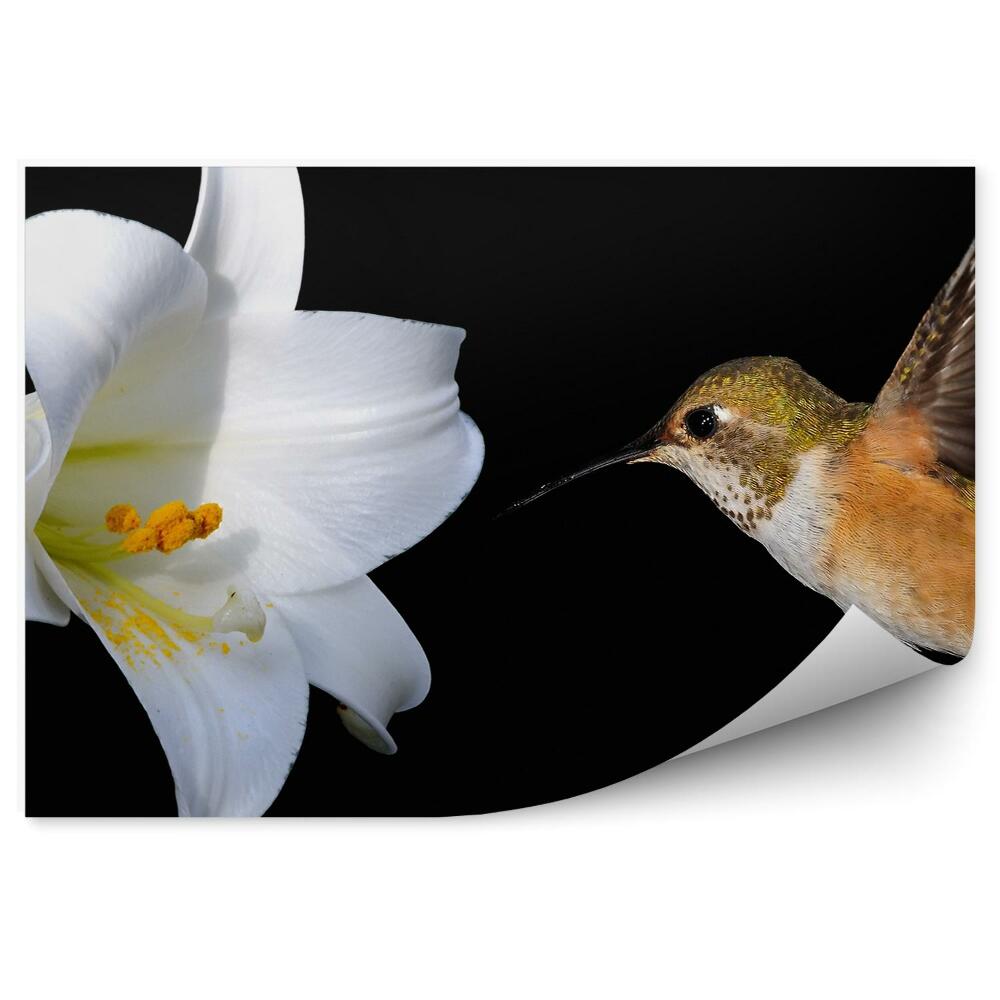 Fototapeta na stenu Biely Kvet Ľalie Čierne Pozadie Kolibrík