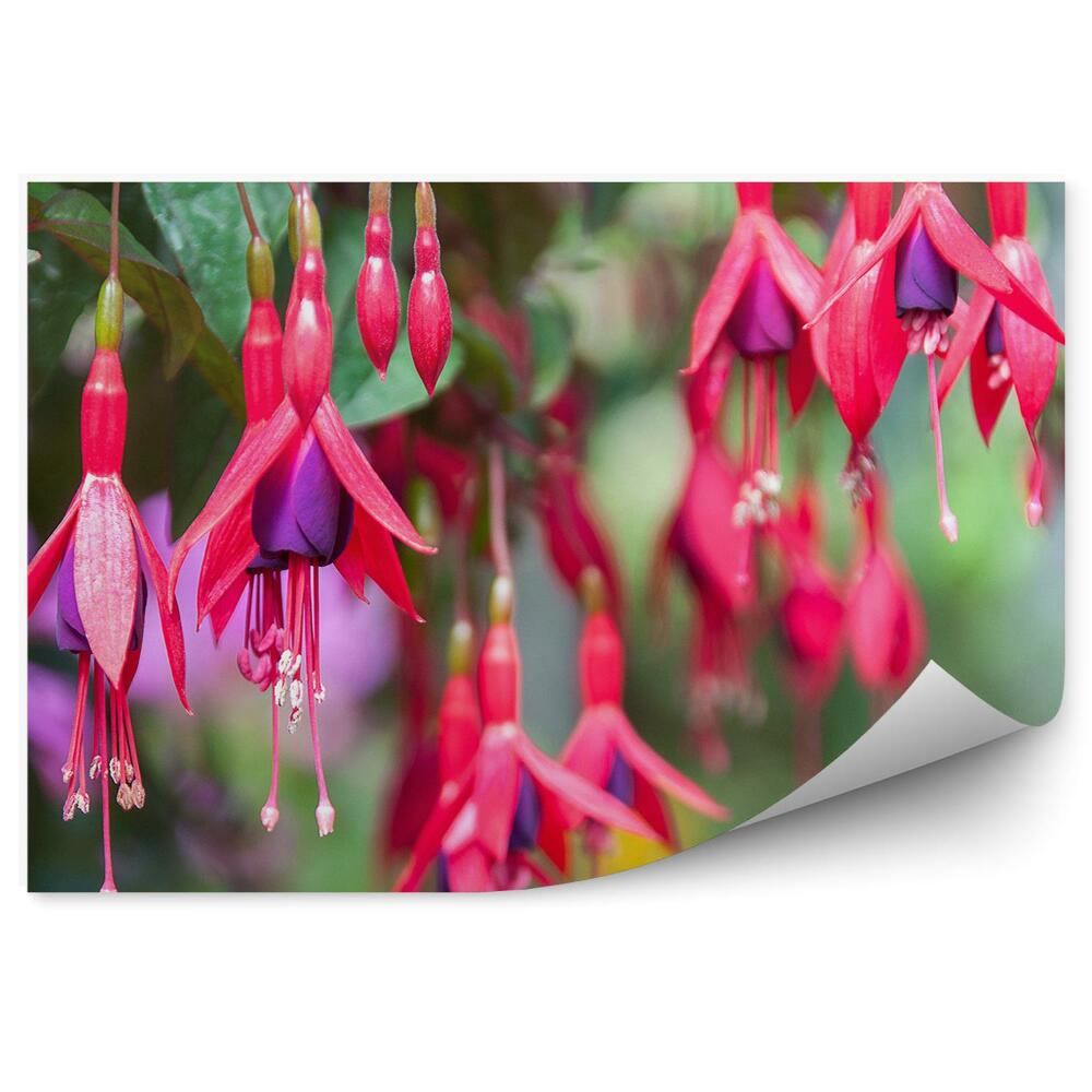 Fototapeta na stenu Ružové A Fialové Kvety Fuchsie