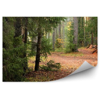 Fototapeta na stenu Borovicový les