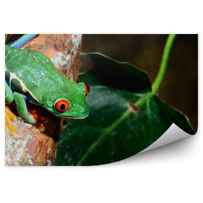 Fototapeta Žaba červenooká