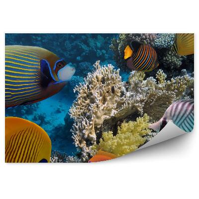 Fototapeta Koralový útes podmorská krajina ryby