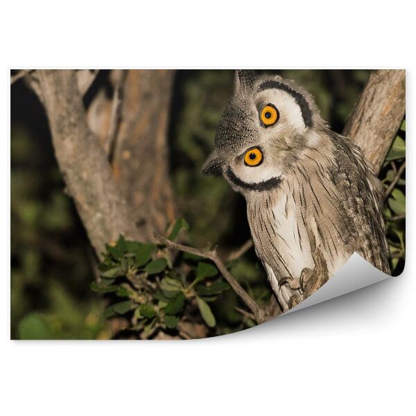Fototapeta na stenu Sova na konári v nočnom lese