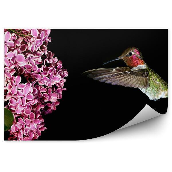 Fototapeta na stenu Ružová Vetvička Šeříka Kolibrík Čierne Pozadie