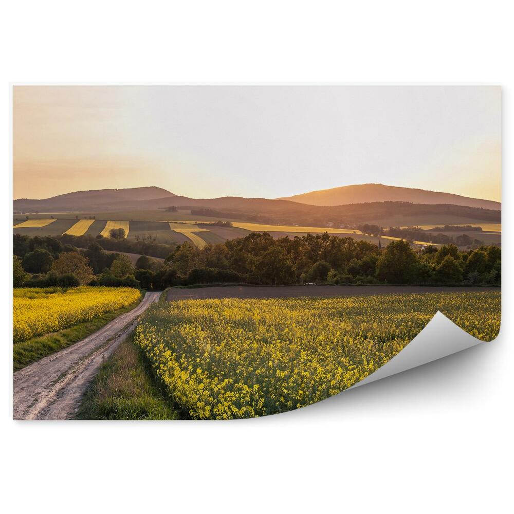 Fototapeta na stenu Polia kvety cesta stromy kopce