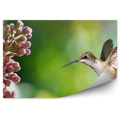 Fototapeta na stenu Kolibrík kvety rastliny zelený vták