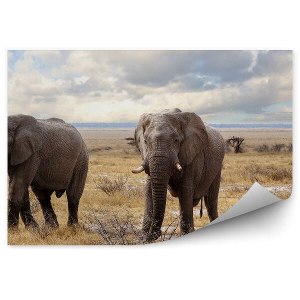 Fototapeta Africký Národný Park Slon Suchá Tráva