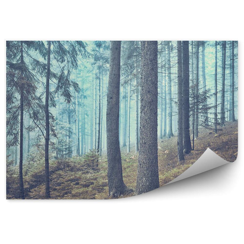 Fototapeta na stenu Ihličnatá lesná hmla