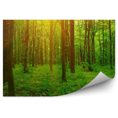 Fototapeta Lesná tráva slnko