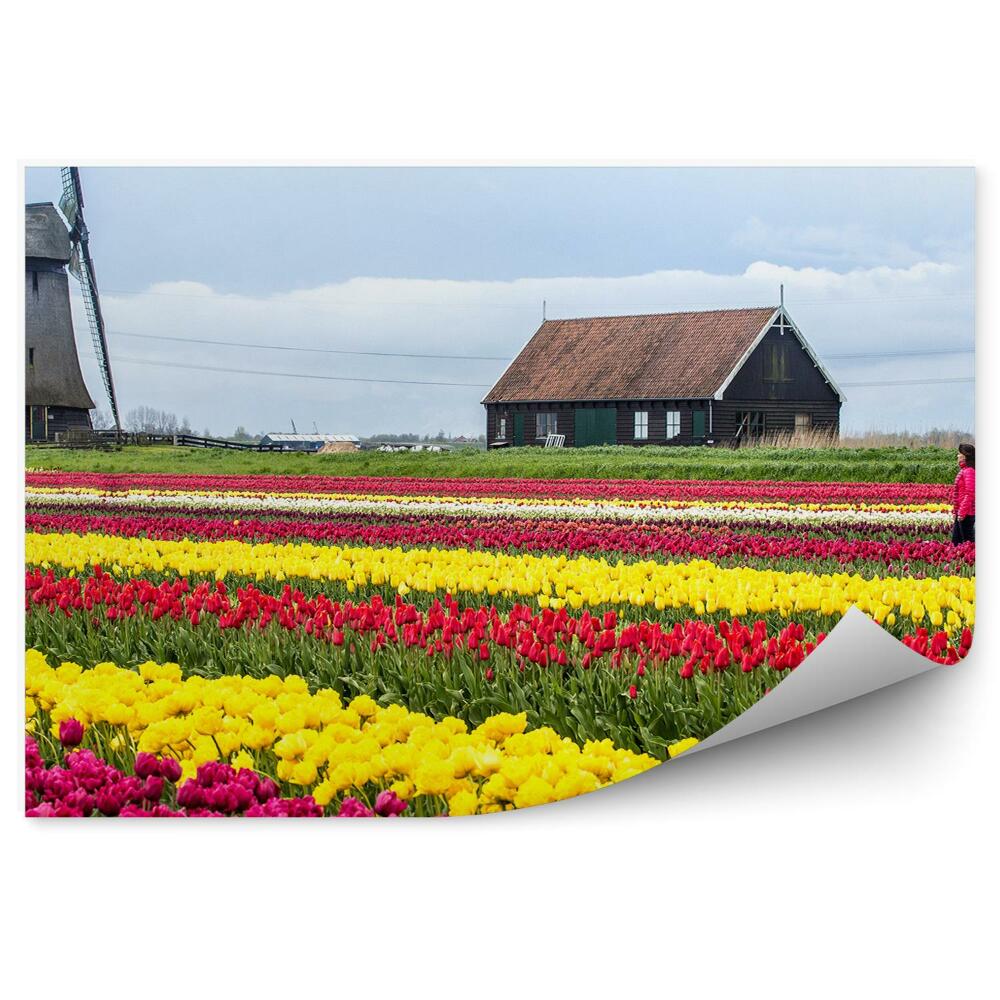 Fototapeta na stenu Pole Tulipánov Holandsko Obloha Mraky Dom Žena