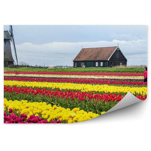 Fototapeta na stenu Pole Tulipánov Holandsko Obloha Mraky Dom Žena