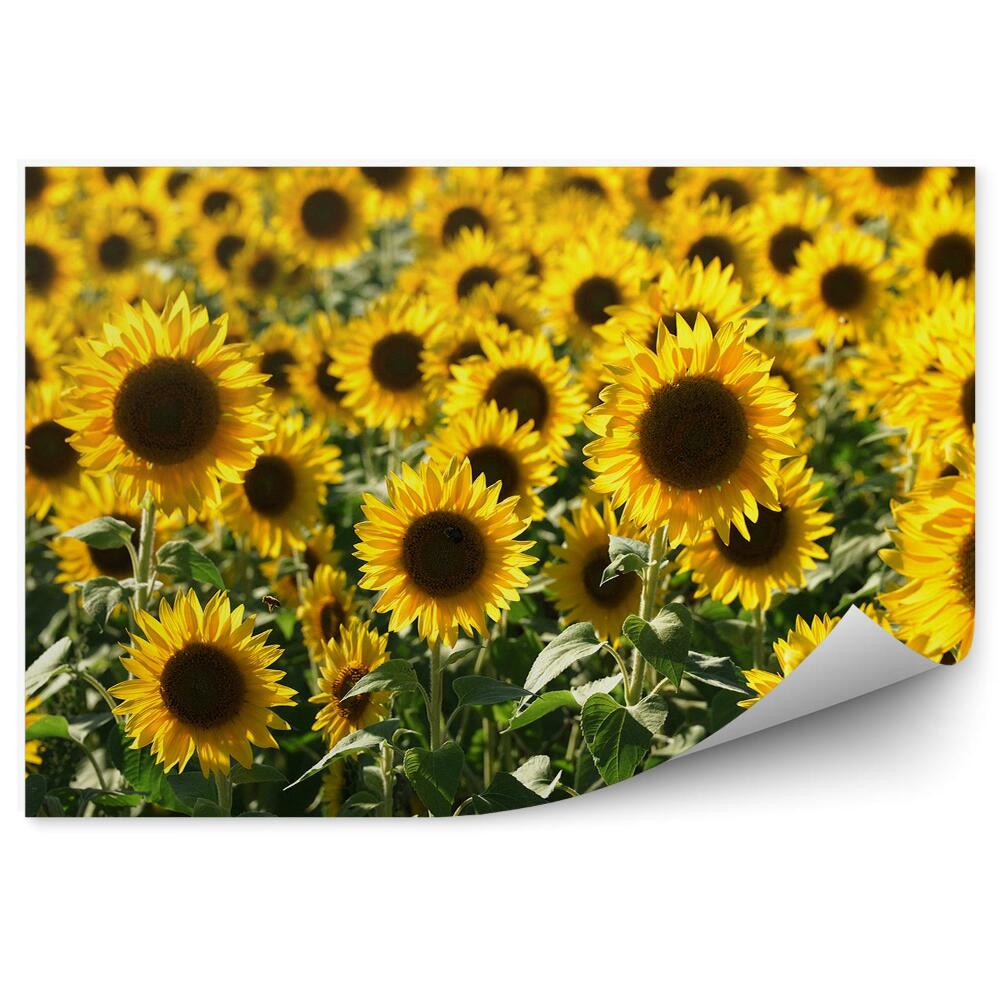 Fototapeta Pole Slnečnicových Kvetov