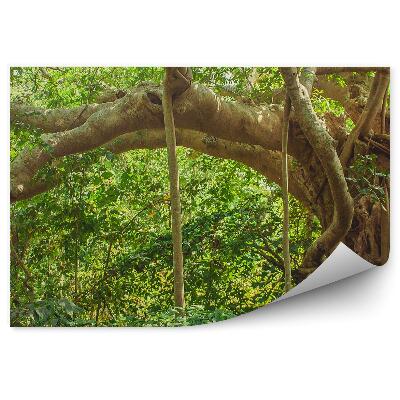 Fototapeta India džungľa listy stromov