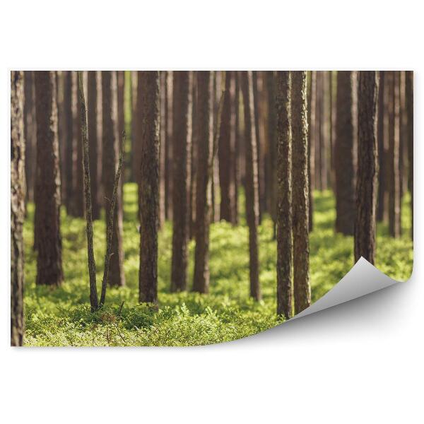 Fototapeta Trávnatý ihličnatý les
