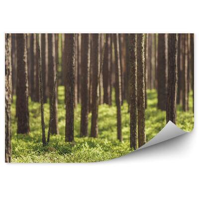 Fototapeta Trávnatý ihličnatý les