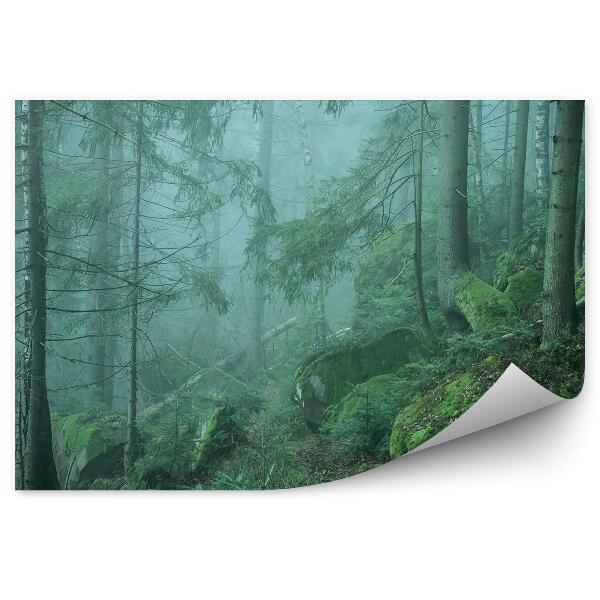 Fototapeta Zelená lesná hmla