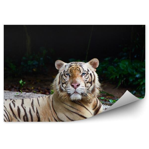 Fototapeta na stenu Odpočívajúci biely tiger