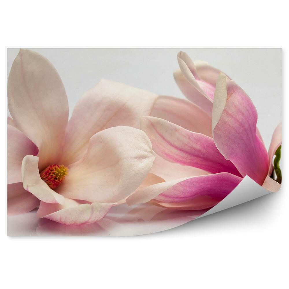 Fototapeta Ružové Magnólie Sivé Pozadie Rastliny