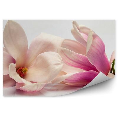 Fototapeta Ružové Magnólie Sivé Pozadie Rastliny