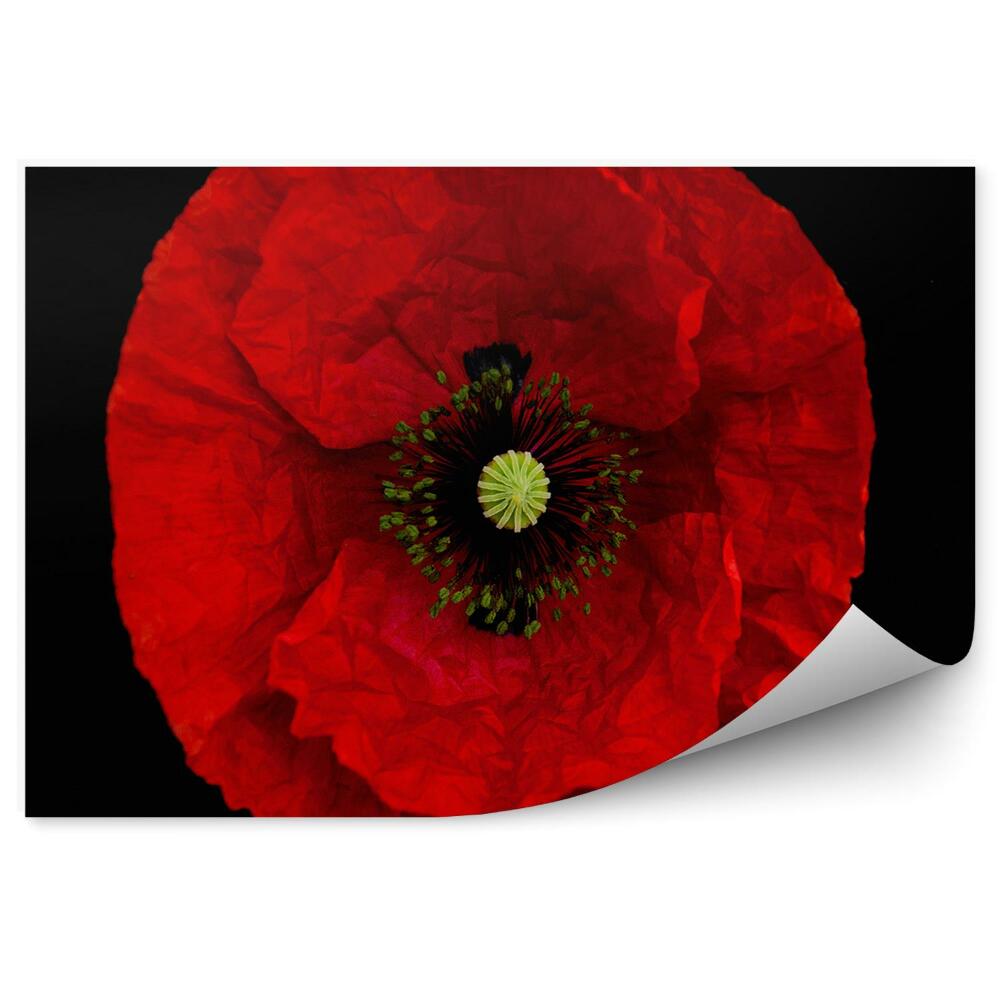 Fototapeta Okvetné Lístky Červených Makov