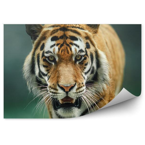 Fototapeta Tiger bengálsky